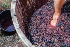 Grape stomping in a wooden barrell