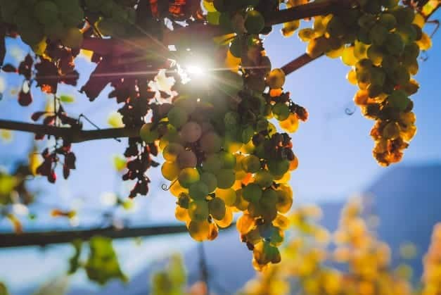 Hunter Valley Vineyard Team Building Events