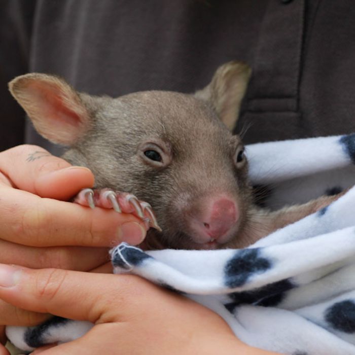 wombat-in-care-with-WIRES-002 Wildlife Warriors Image